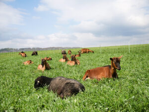 Ziegen und Schafe auf der Weide